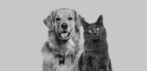 Whether your pet of choice is a dog, cat, hamster, fish or other creature, you may experience some health benefits through your interactions with your pet.
