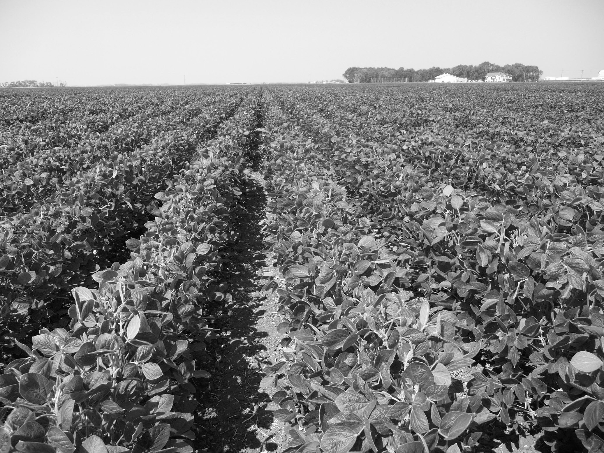 Topics to be discussed include variety selection, soil fertility, plant protection (weed, disease and insect management) and soybean markets. (NDSU photo)