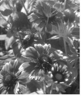 Bright native plants such as blanket flowers can add color to your landscape. (NDSU photo)