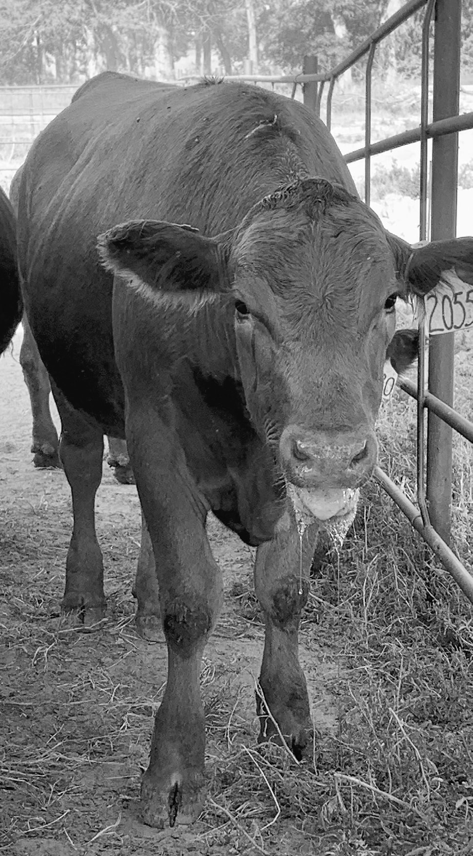 This calf exhibits a high panting score and foaming of the mouth caused by heat stress. (NDSU photo)