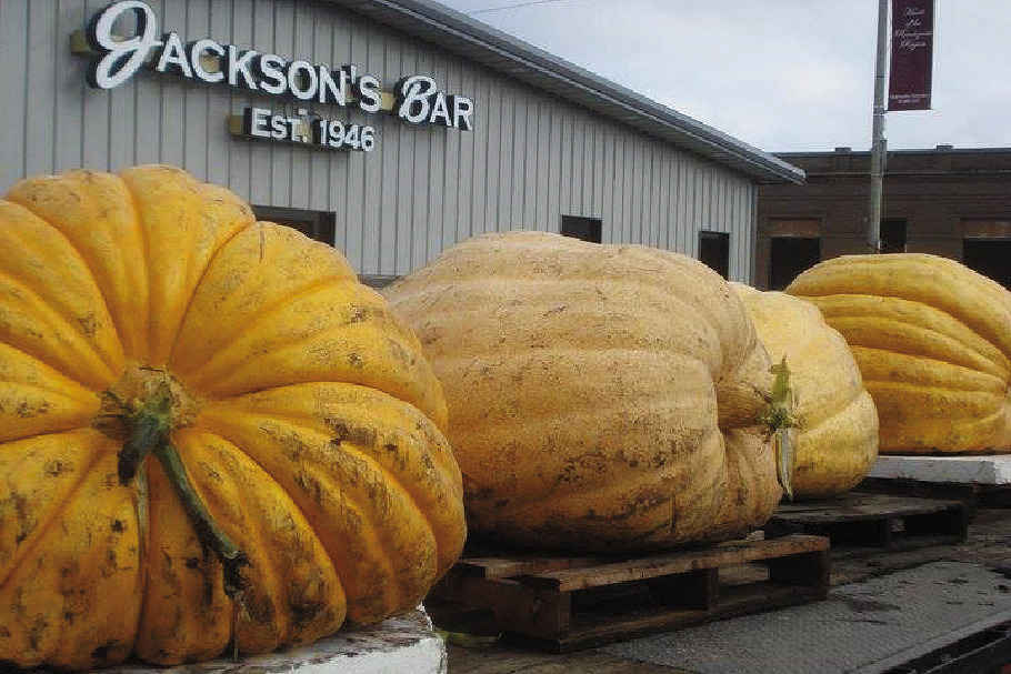 Some of the past giants of the earth from previous Pumpkinfests in Walhalla. Photo by Melanie Thornberg