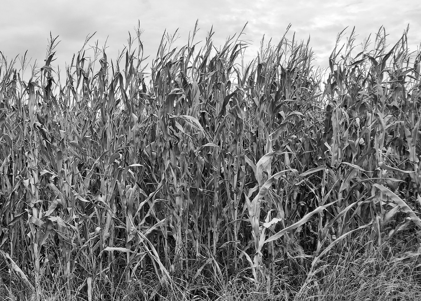 Frost-damaged corn can have a moisture content of 70%-80%, and it must be dried down to below 20% to be suitable for baling. (NDSU photo)