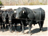 There are several management strategies that can ease the transition of bulls from being overconditioned to breeding-season condition. (Alabama Cooperative Extension System photo)