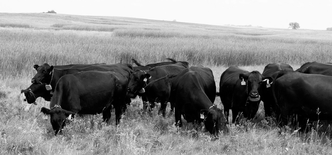 Ranchers interested in adopting precision livestock technologies will hear from NDSU experts on the latest virtual fencing research. (NDSU photo)