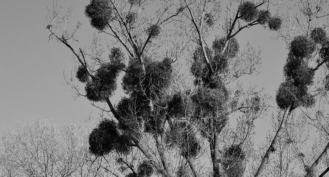 European mistletoe is a semi-parasitic plant that grows on trees and is most apparent in winter. (Photo by Conger Design, CC0, via Wikimedia Commons)