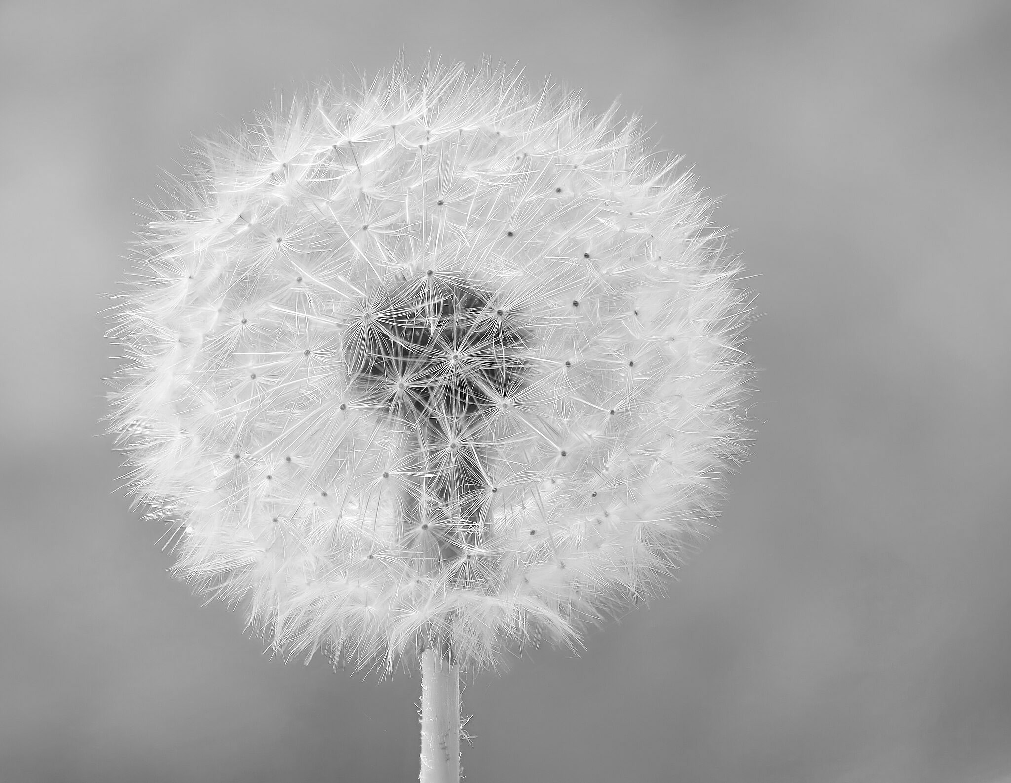 Fall is a good time to apply herbicide to kill perennial lawn weeds such as dandelions. (Photo courtesy of Michael Gabler, CC BY 3.0 via Wikimedia Commons)