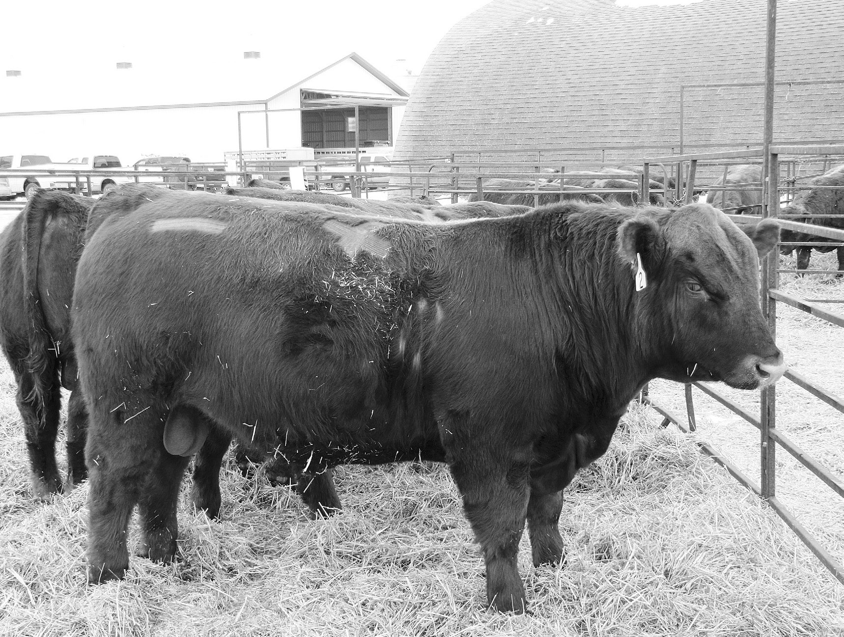 Options exist when bulls fail a breeding soundness exam