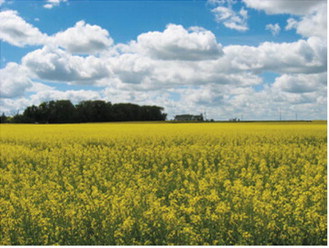 Canola field in bloom near the Langdon Research Extension Center. Submitted photo