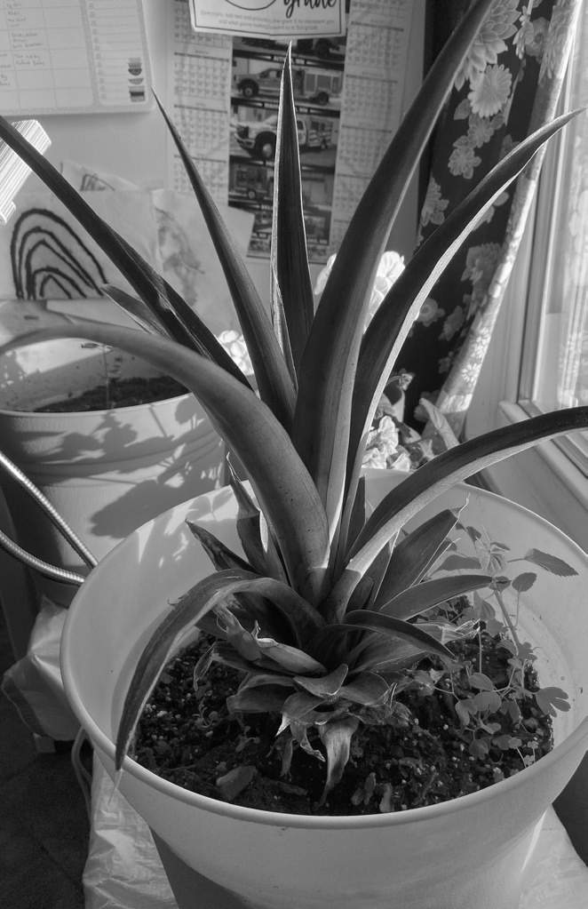 The baby pineapple plant at the beginning of Katie's journey.