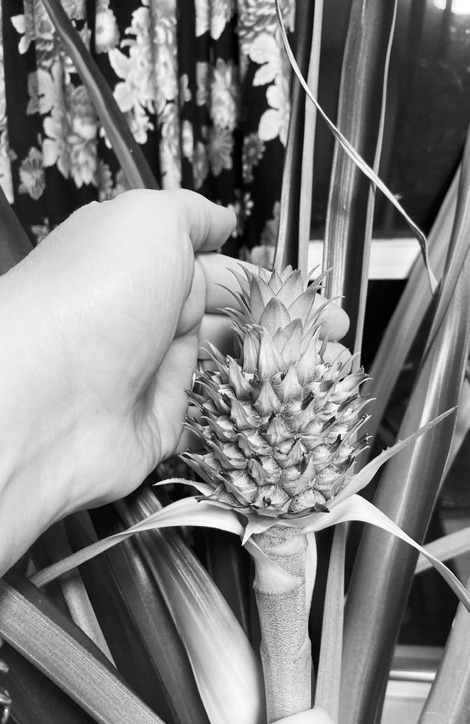 And finally, a baby pineapple!