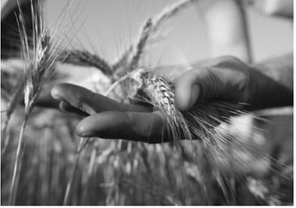 From the Pastor’s Desk: The weeds and the wheat
