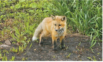 A young red fox pauses for a look after wandering into the yard of Sheri Boettcher near Mount Carmel. Photo by Sheri Boettcher