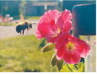 Busy visitor: A bee hovers near bright pink blooms in this photo captured by Sammy Jo, showcasing one of the many small wonders found in Borderland gardens. Photo by Sammy Jo
