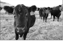 Beef cows graze in a pasture near Killdeer. (Photo by Jeff Beach/North Dakota Monitor)