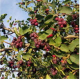 Nowatzki farm keeps juneberry tradition growing