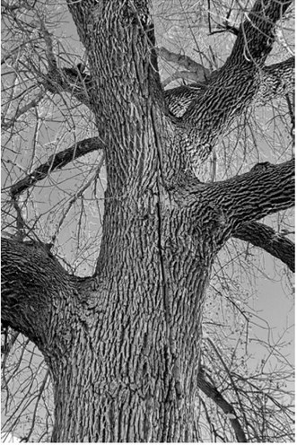 Joseph Zeleznik, NDSU Extension forester, provided this photo as an example of a frost crack, which goes through the bark and into the wood itself several inches. This is caused when sap and moisture inside quickly freezes and expands under extreme cold. Zeleznik took this photo in Feb. 2023 in Dilworth, Minn.
