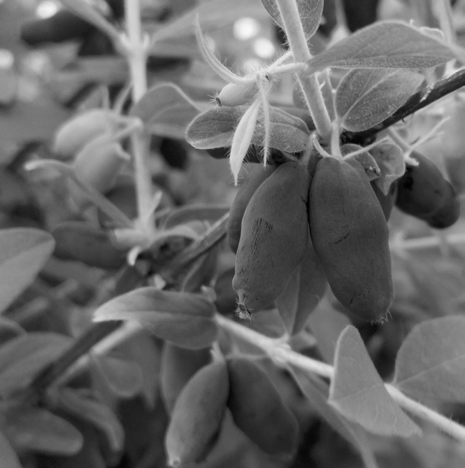 Haskaps are delicious and easy to grow. (Flickr photo by: karen_hine)