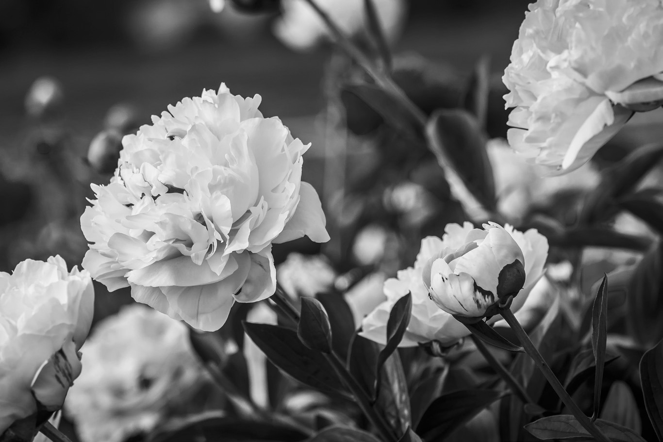 Dividing perennials will prevent them from overtaking an area of your landscape, while promoting more growth and more blooms. (Pixabay photo)