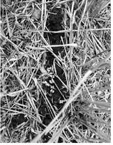Cover crops provide continuous living cover and roots, armor the soil, improve soil carbon and nutrient cycling, reduce erosion and runoff, help retain snow and can suppress weeds through competition. (NDSU photo)