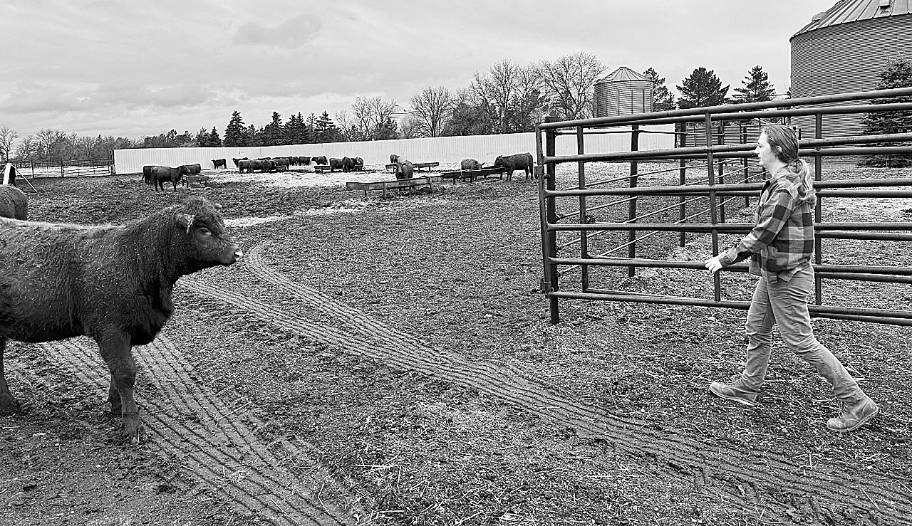 Joanna Larson of Sheyenne, who relocated back to the family farm at the start of this year, eventually wants to expand pasture range at the farm and increase the grass fed herd. This can tap into the market of people seeking cleaner meat as well as help increase the soil quality on the land rotated out of grain production.