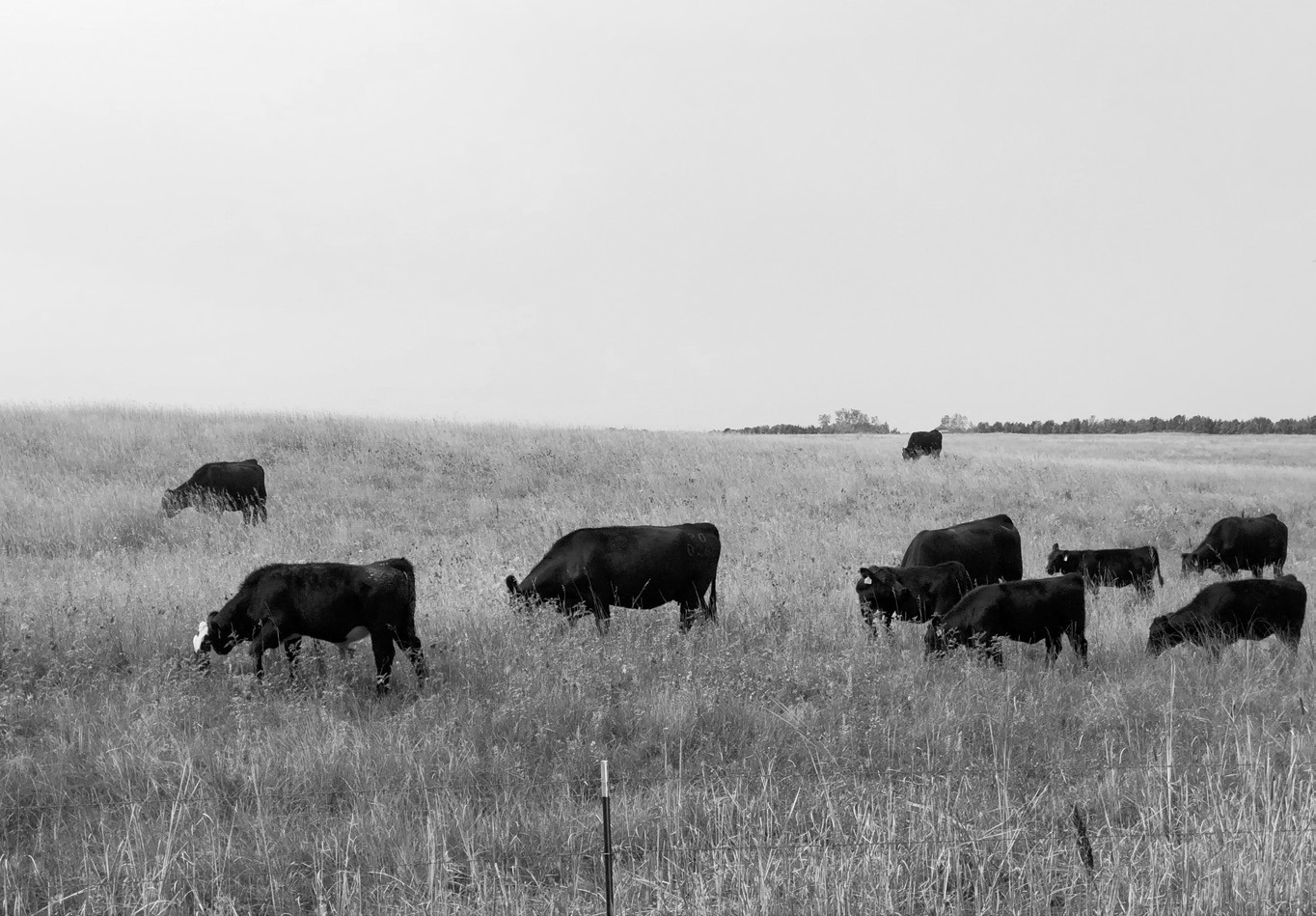 It is important that producers understand the relationship between forage quality and the nutrient requirements of livestock. (NDSU photo)