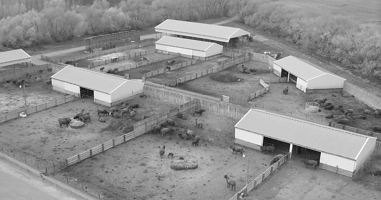 Forage Matters: Keep the cow herd rumen healthy during winter drylot