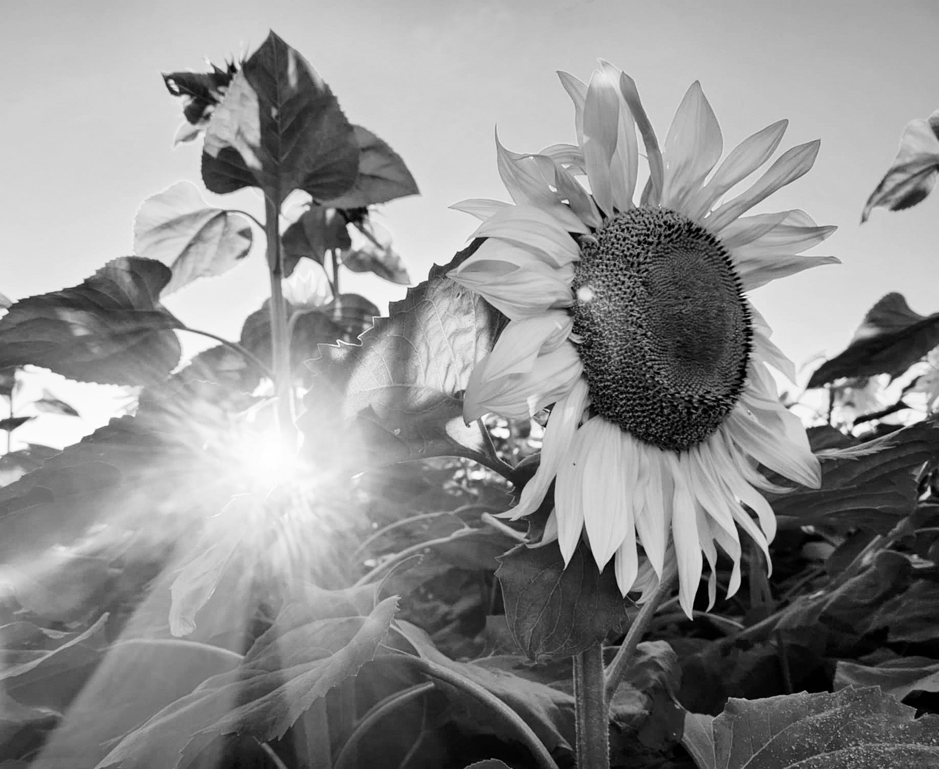 Sunflowers blooming in Numendahl, North Dakota. Photo by Hilary Nowatzki.