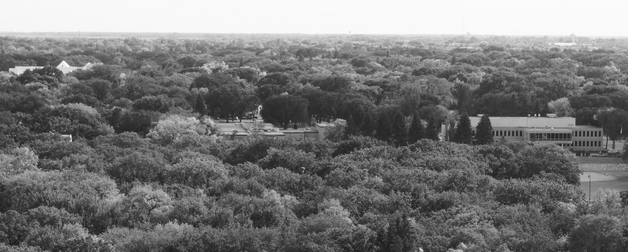 The urban forest canopy is an investment in this North Dakota community. (NDSU photo)