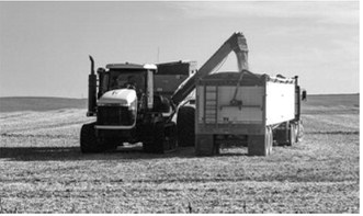 Farm workers load beans into a grain truck Sept. 28, 2025, in Wells County, N.D. Photo by Lora Wobbema/For the North Dakota Monitor