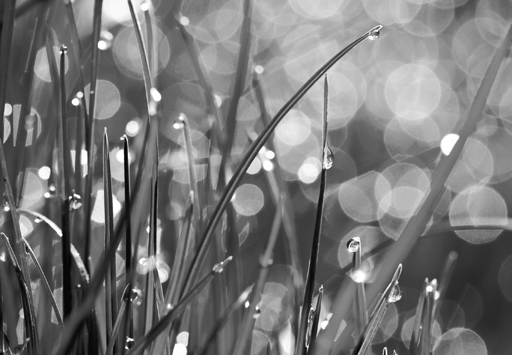 Fall is the best season to fertilize, sow seed and control weeds in your lawn. (Flickr photo by Sergiu Bacioiu)