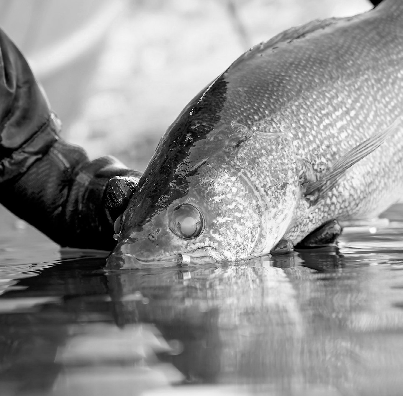 North Dakota Outdoors: Funding for fishing celebrates 75 years