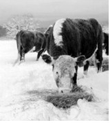 Amid chaotic times, farmers and ranchers want their voices heard