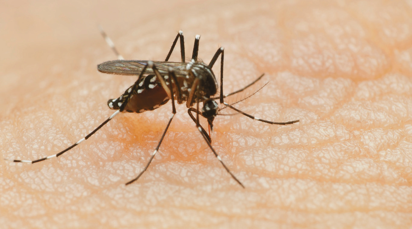 According to Pembina County Public Health, one case of West Nile has been reported in the county. In neighboring Walsh County, other cases have been identified, although a number is not known. No cases have been reported in Cavalier County as of publication.