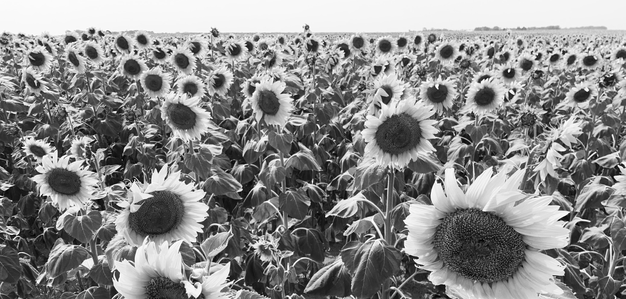 During the Getting It Right webinar, NDSU Extension crop specialists will share sunflower research updates and production recommendations. (NDSU photo)