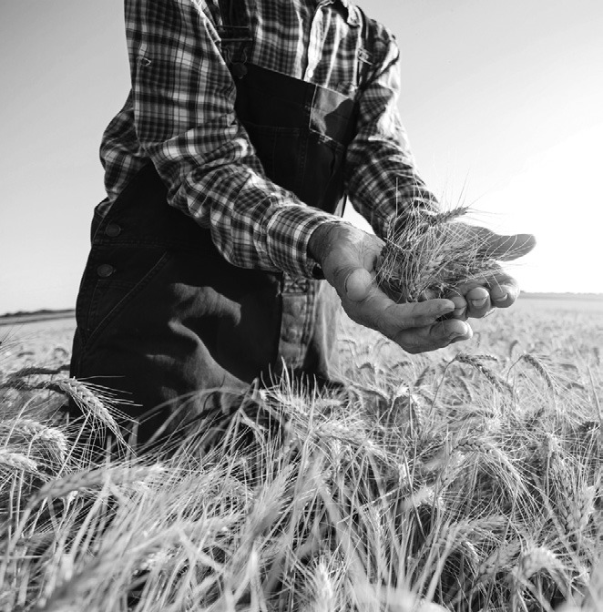 Kernza has a bright future as the first commercial perennial grain in the US.