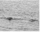 Certain death – two killer dolphins bearing down on our pontoon.