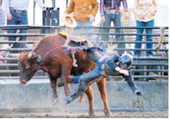 A rider is thrown off balance as a bull bucks during competition at Wojo’s Rodeo in Hamilton. Photo by Larry Stokke