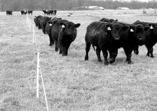 Fencing helps with maintaining plant vitality so plants can recover quickly from a drought. (NDSU photo)