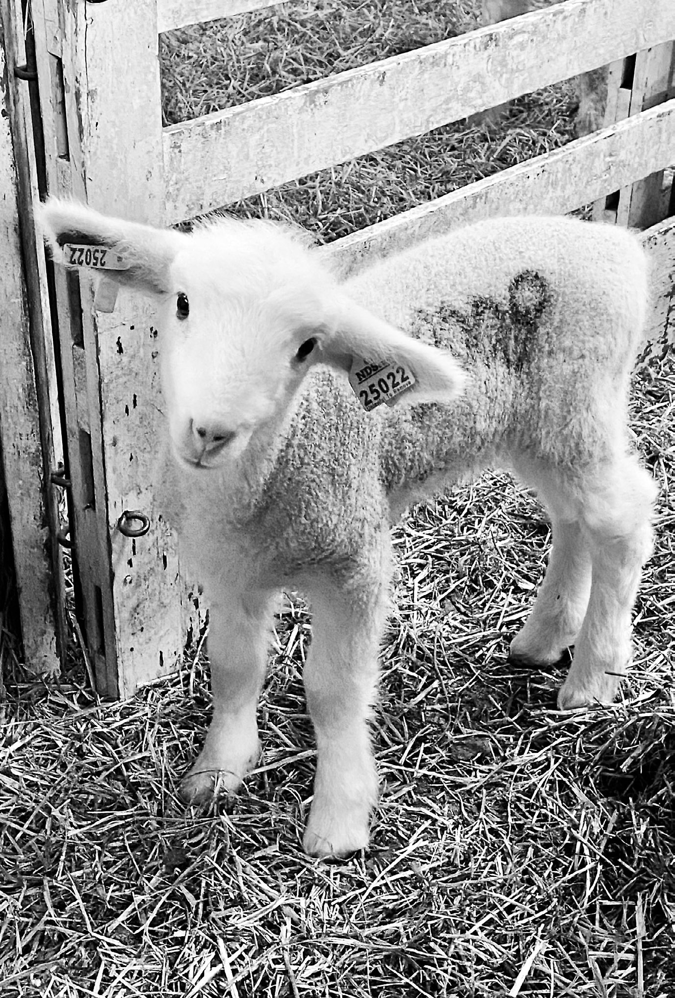 Breeding and prebreeding management will be the focus of the webinar by NDSU and UMN Extension. (NDSU photo)