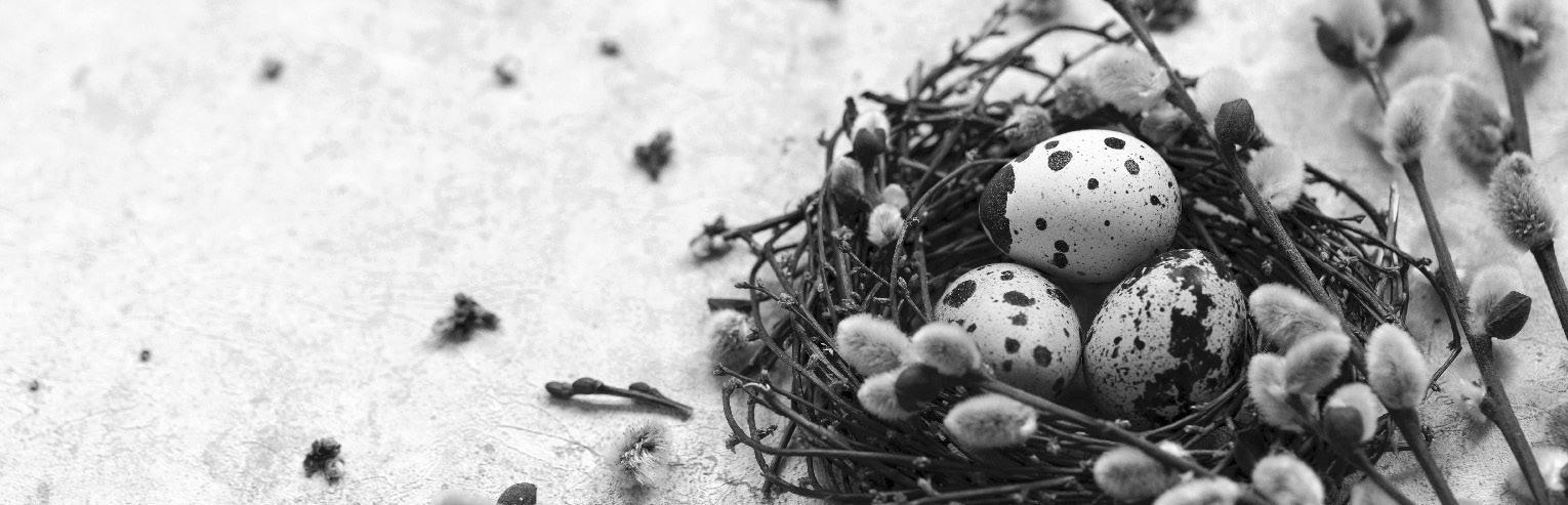 Dakota Gardener: The year of milkweed