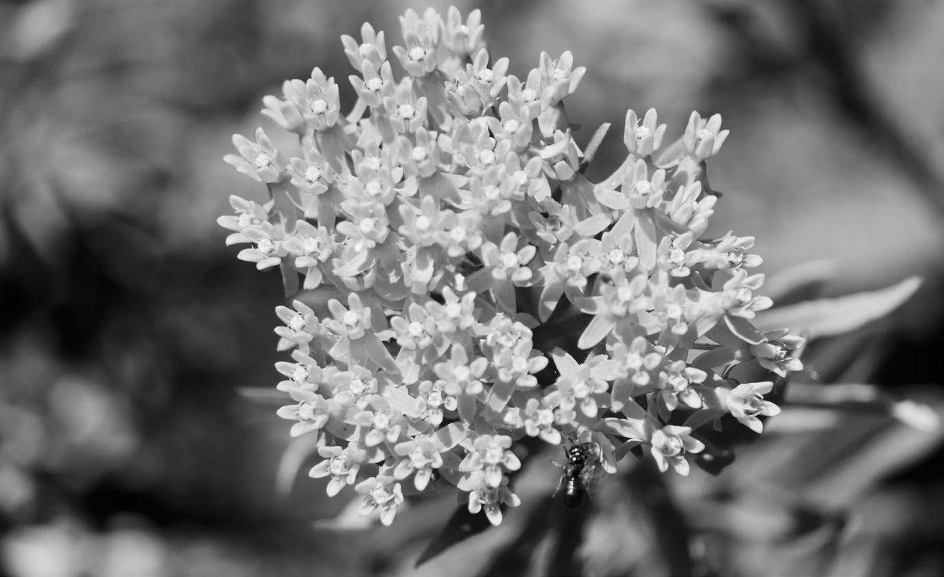 Milkweeds are flowering plants that are great pollinator plants, as they are the most important plant for monarch butterfly survival. (Pixabay photo)