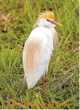 Nature photographer Lisa Buchweitz said she knew that North Dakota had Cattle Egrets in the state but over the weekend was the first time she had come across them in our area. This is a photo of an adult. They are adorned with buff plumes in the breeding season. Visit her Facebook page, “Northern Exposures by Lisa Buchweitz,” for more photos from her weekend adventure including a cattle egret catching. Photo by Lisa Buchweitz, Northern Exposures