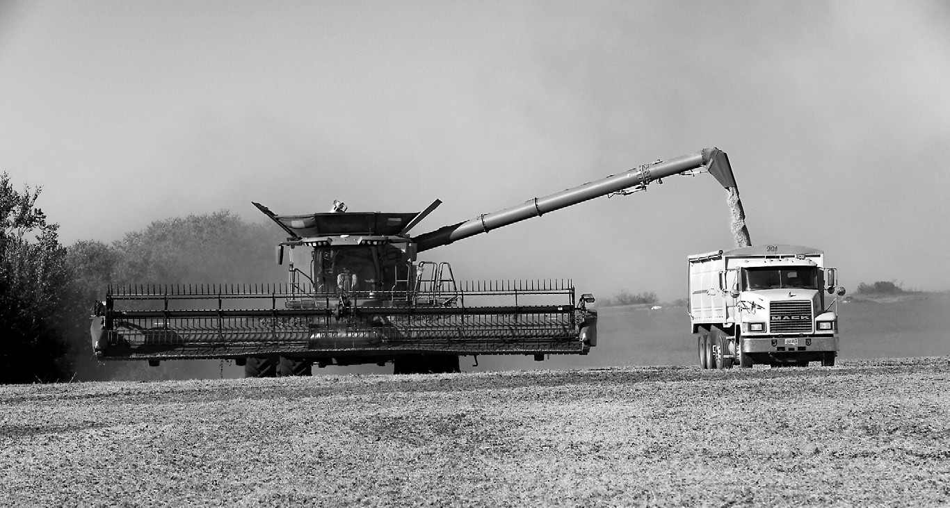 Beans are harvested in September 2025 near Hamberg, North Dakota. (Photo by Lora Wobbema/ For the North Dakota Monitor)