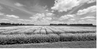 Cavalier County, North Dakota issued BDO Zone ‘A’ rating for canola seed