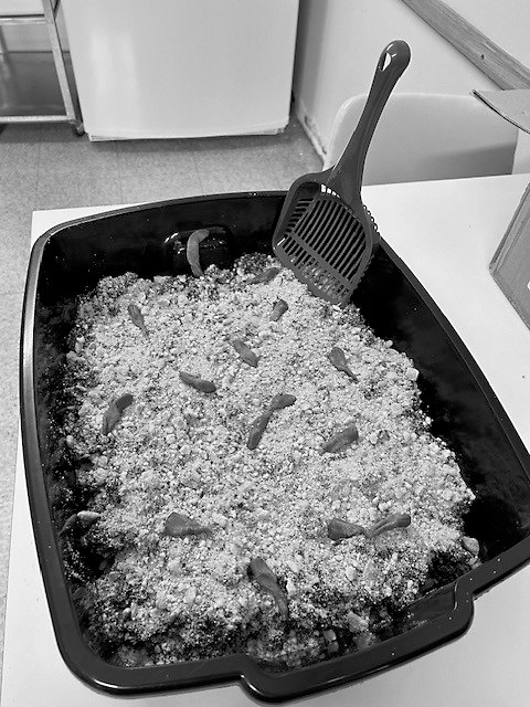 The delicious kitty litter cake the residents were presented with last Tuesday.