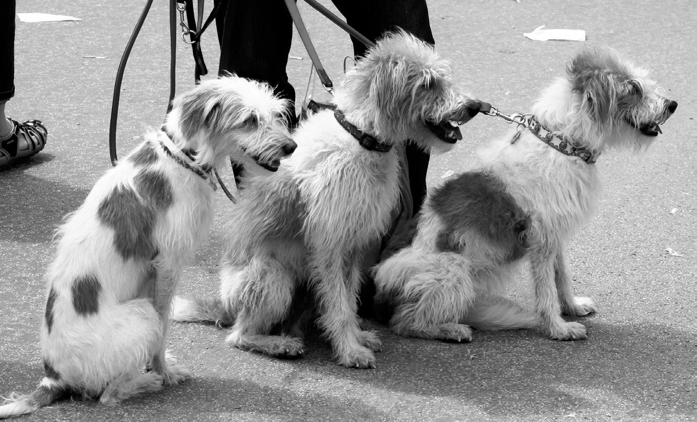 According to the Centers for Disease Control and Prevention, pets can promote physical activity. Pixabay photo.
