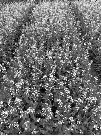The educational webinar will provide research updates and recommendations to help farmers make production decisions for the 2025 growing season. NDSU photo
