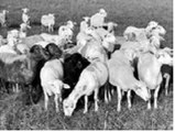 Educational sessions include information about sheep health and production. NDSU photo