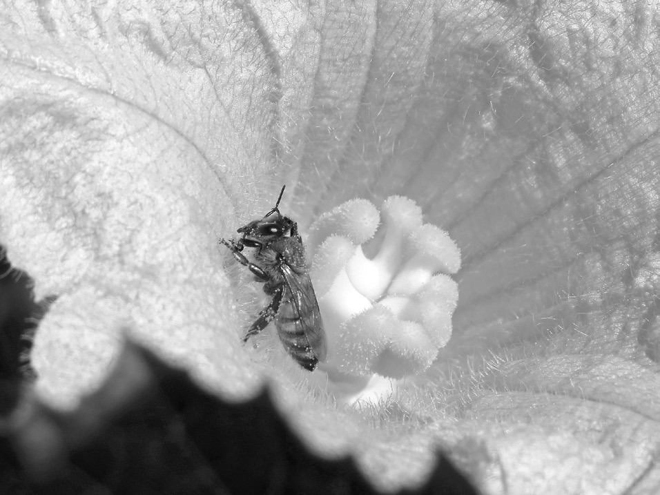 Almost all cucumber, melon, pumpkin and squash flowers require pollination by bees to produce fruit. (Flickr photo by Swallowtail Garden Seeds)
