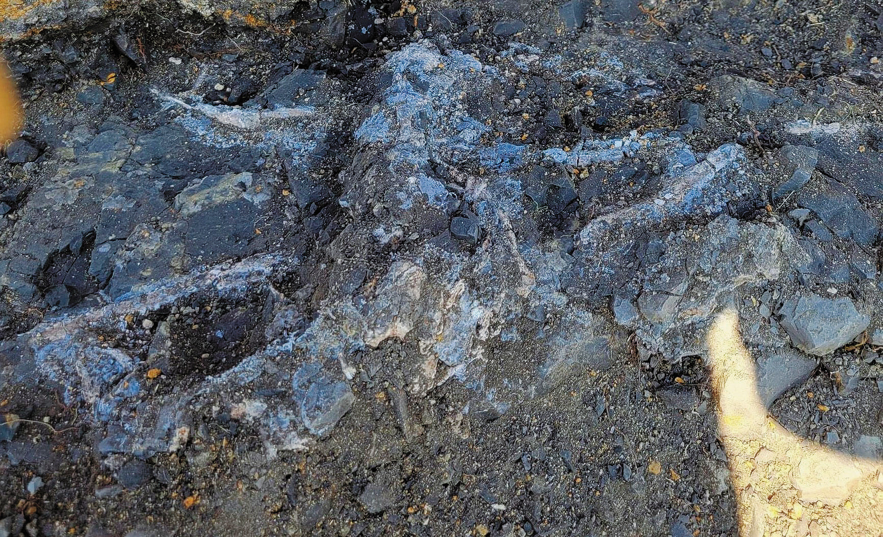 The white streaks are the backbone and ribs of a large fish. Photo courtesy of N.D. Geological Survey.